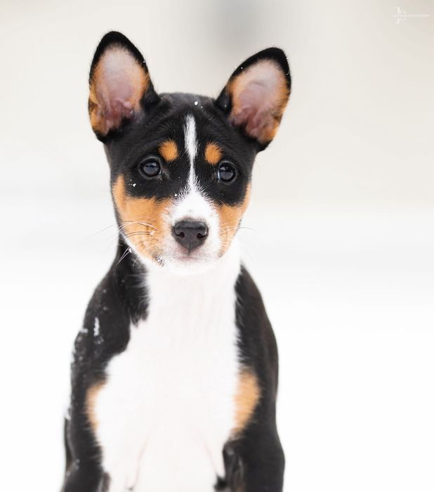 Basenji - suczka tricolor