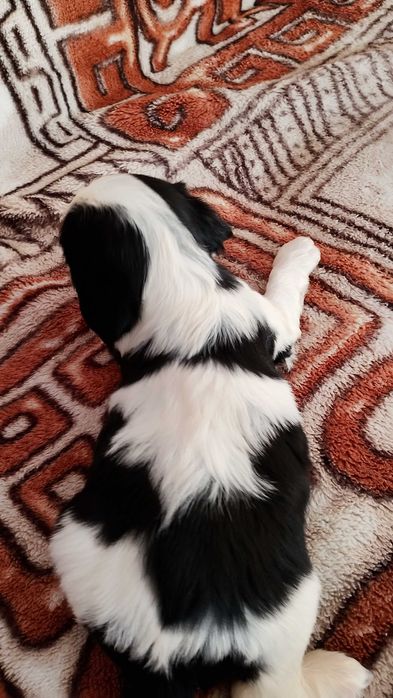 Cavalier King Charles spaniel