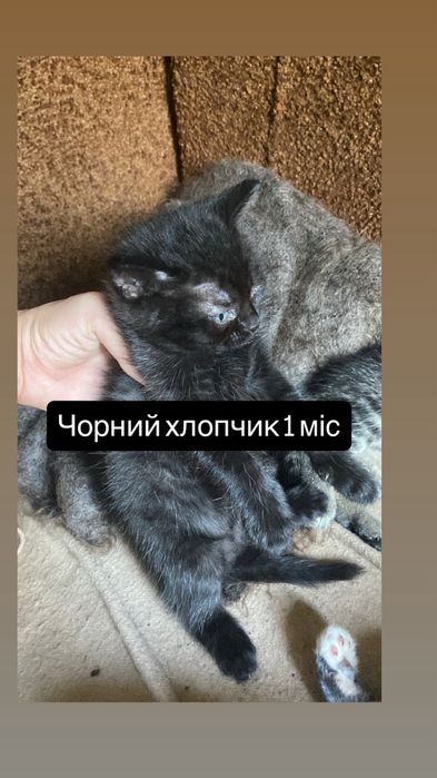 Кошенята шукають сімʼю (Чернігів ЦУМ ! ЦЕНТР)