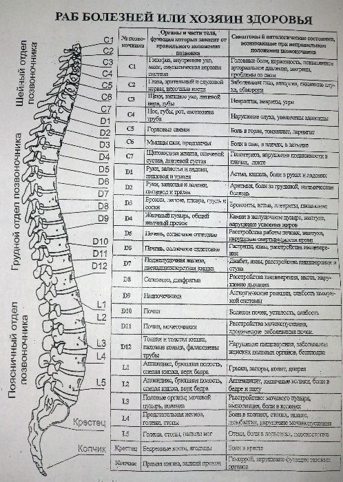 Вибро-массажный пояс массажер. подарок