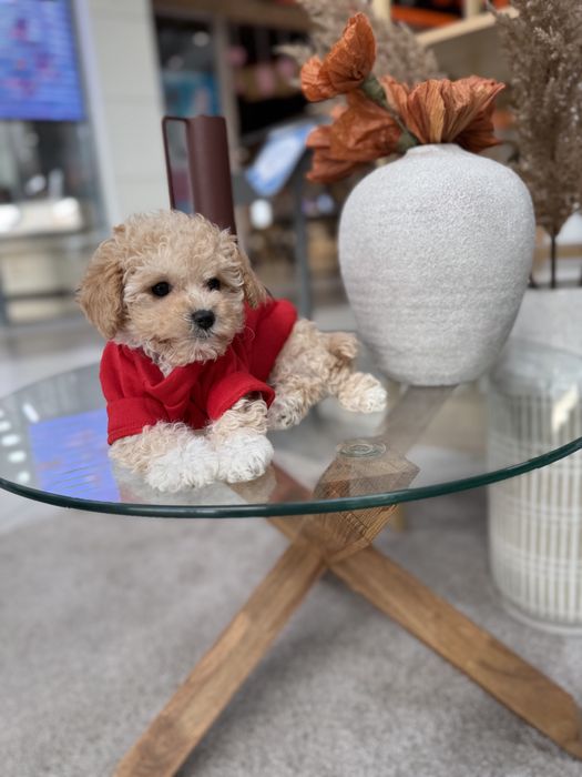 Цуценятка мальтипу ф1 чіп