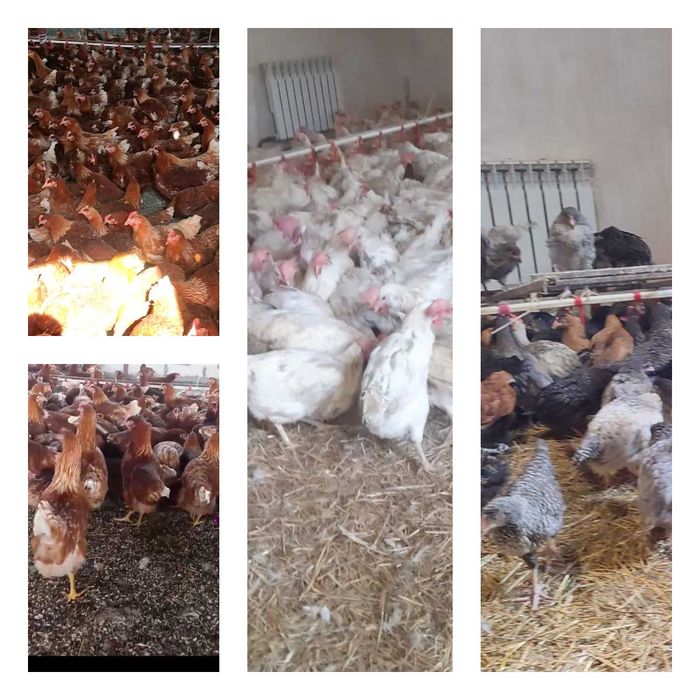 Продам кури несушки! Доставка безкоштовна. Нікополь!