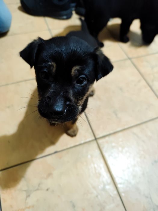 Oddam pieski/ Skierniewice