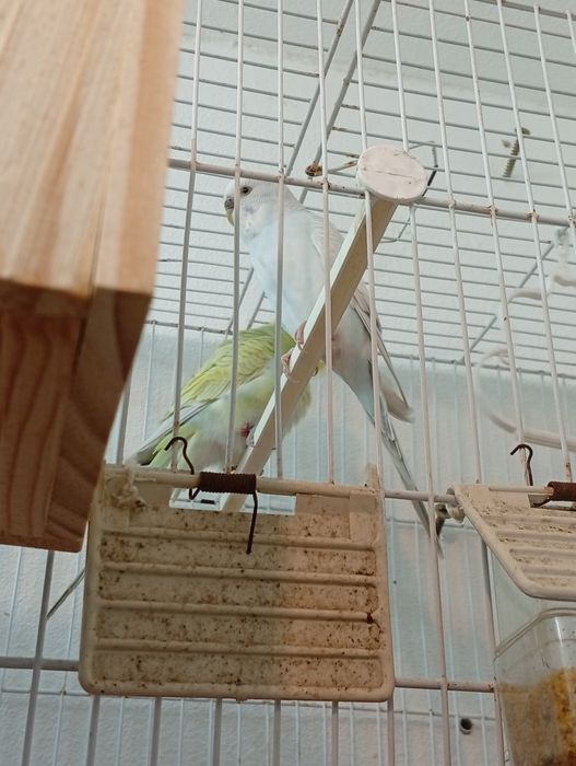 Vendo casal de periquitos 2024