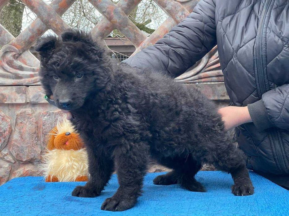 Чудові чистокровні хлопці Німецької вівчарки