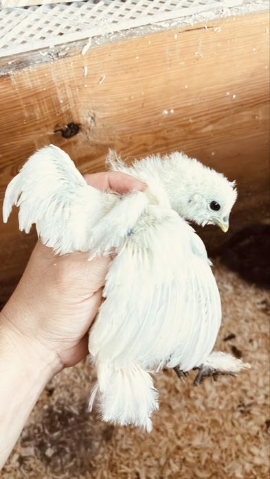 Pintinhos de sedosa