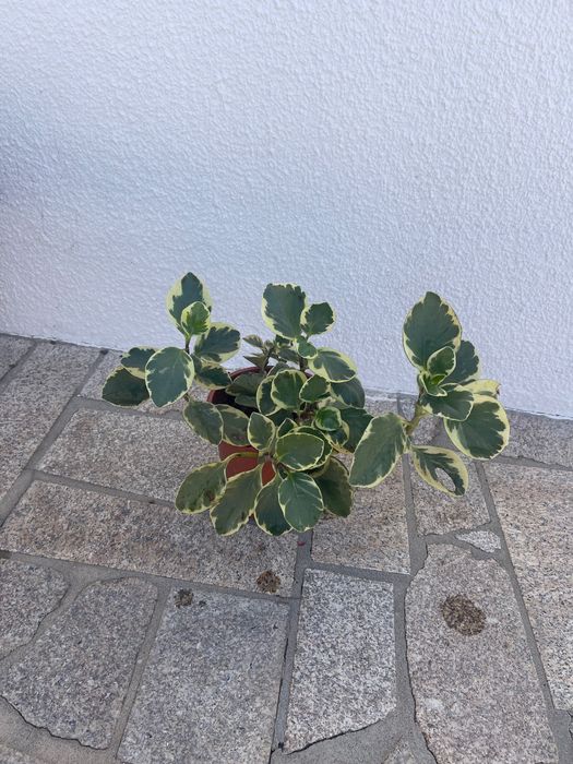 Peperômia variegata