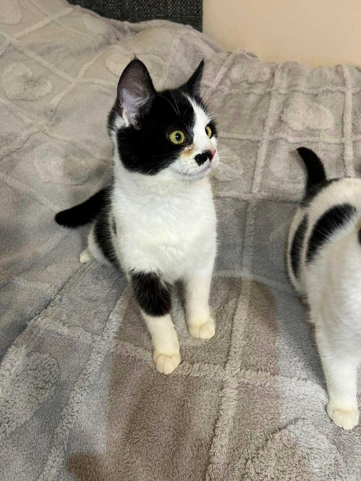 Mały słodziak kocurek FERRERO szuka domku!