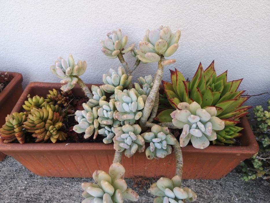 Suculentas em floreira