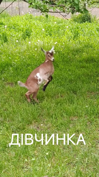 Продам  Козенята