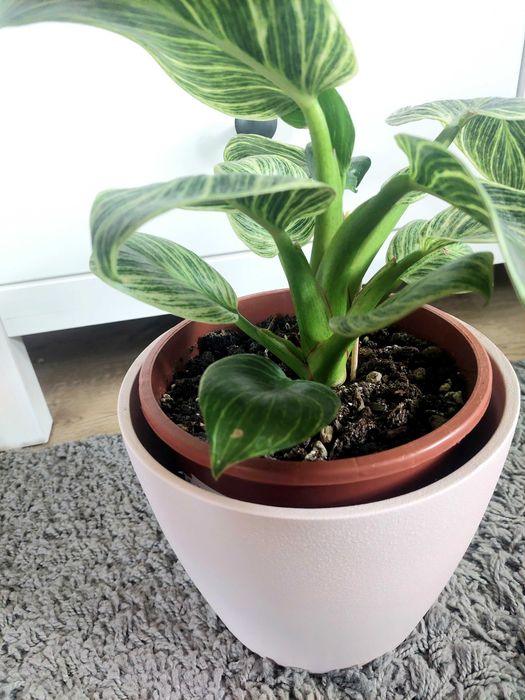 Planta Philodendron Brikin