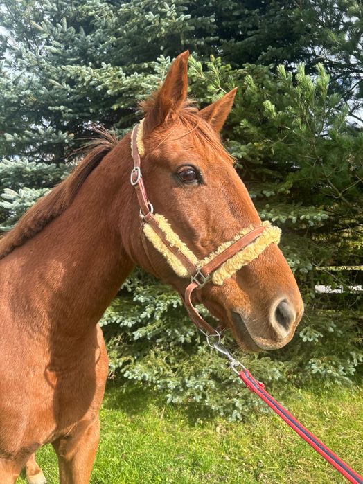 6-letnia klacz kłusak francuski