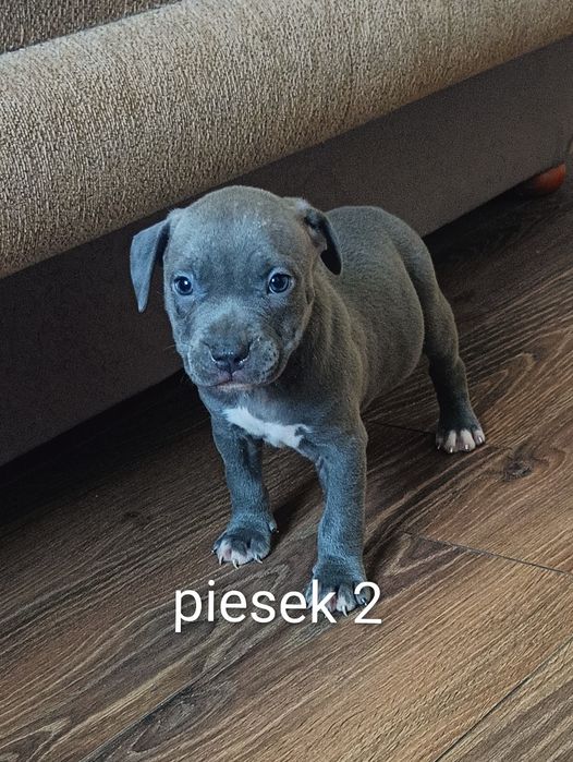 American Staffordshire Terrier Amstaff piesek 2