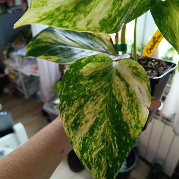 epipremnum hicolor-duże liście
