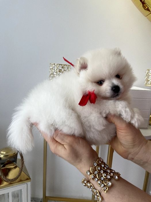 Померанські шпіци — Гарантовано закохаєтесь з першого погляду