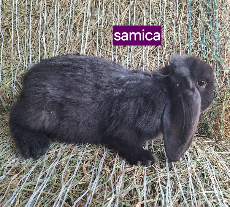 Króliki barany francuskie samce i samiczki