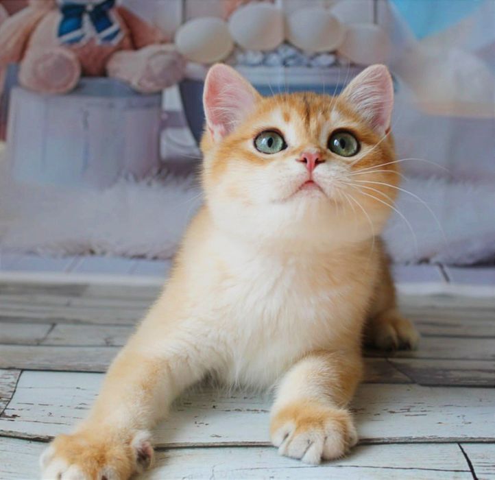 Гарнюній хлопчина в золотій шубці хоче в найкращу родину