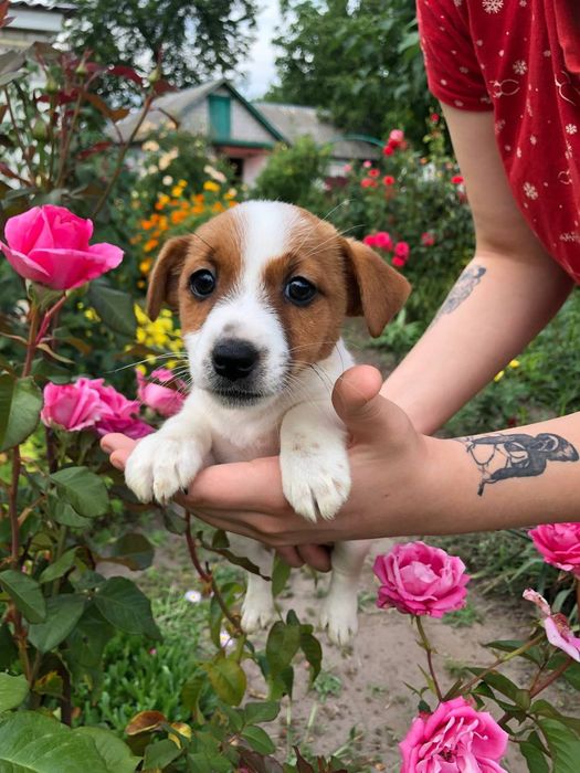 Девочки Джек Рассел терьера!