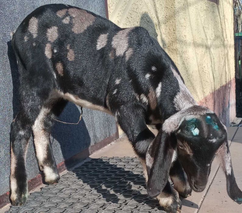 Козлик.кози.козенята.