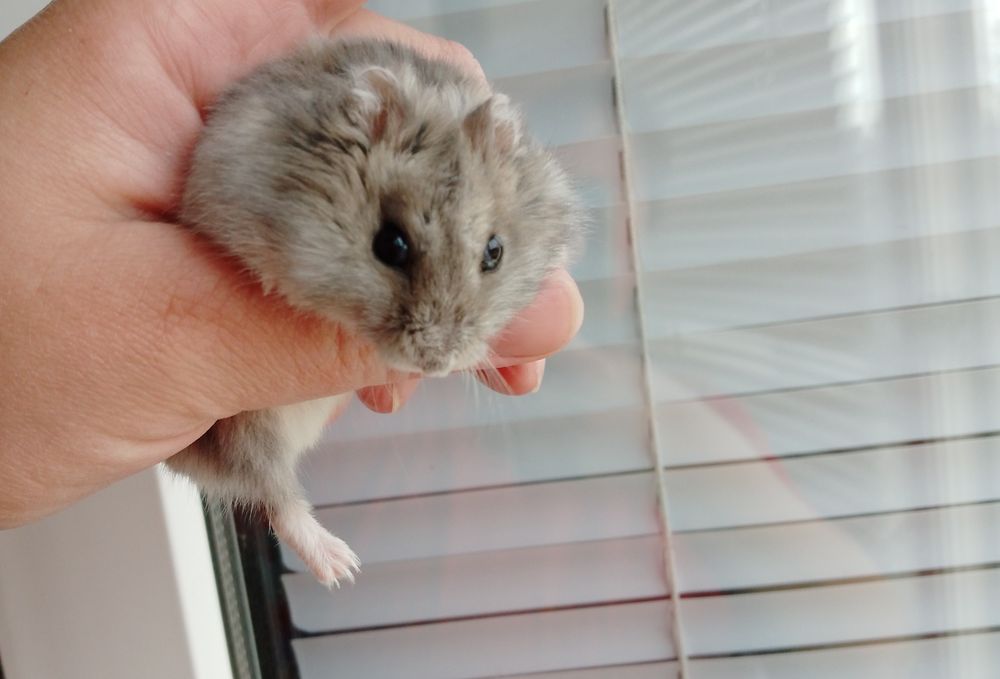 Хом'як джунгарський