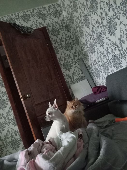 Чиахуа  ищет невесту