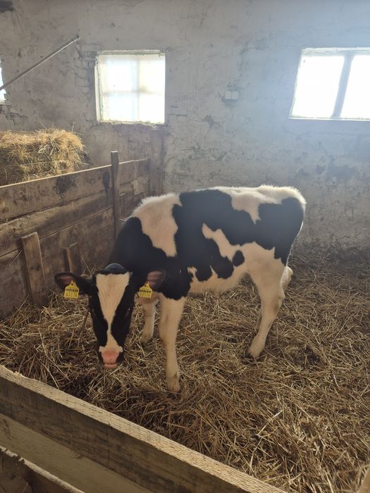 Byczki żarłoki 3 szt.