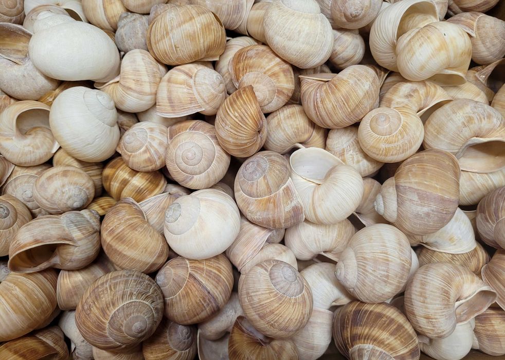 muszle winniczka winniczek - oczyszczona muszla