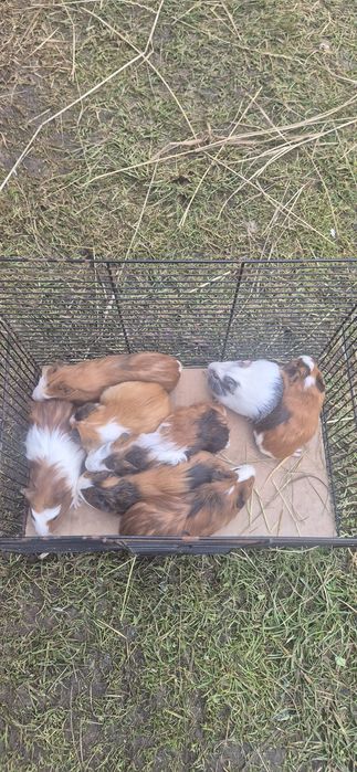 Świnki morskie krótkowłose