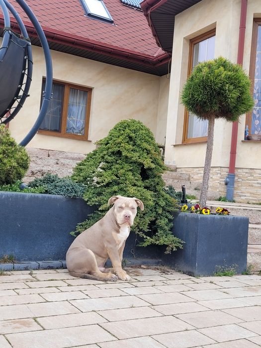 American bully pies dorosly  liliac tricolor grubej kosci