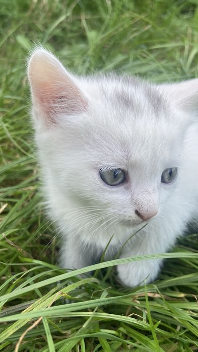 Віддаю кошенят в добрі руки