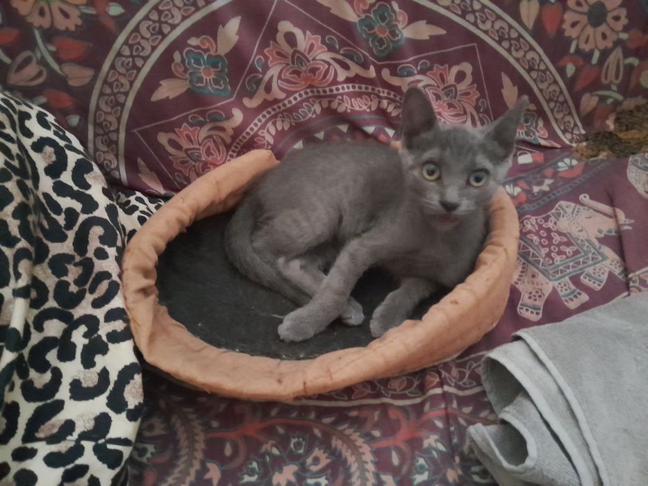 Gatinha Azul miniatura cinzenta