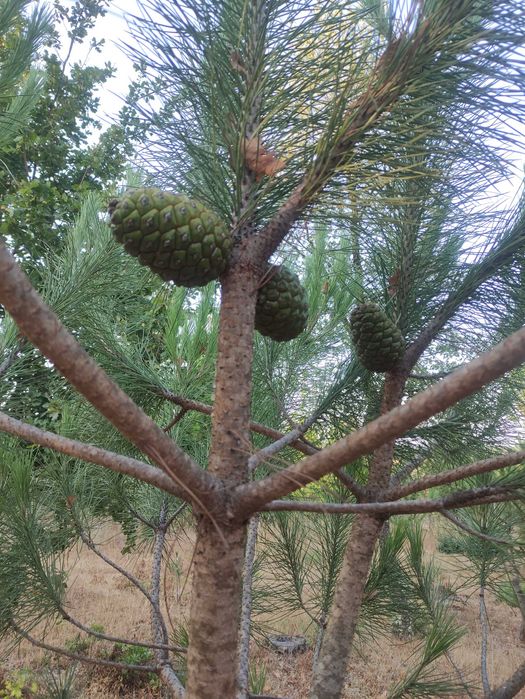 Terreno/Quinta urbanizavel
