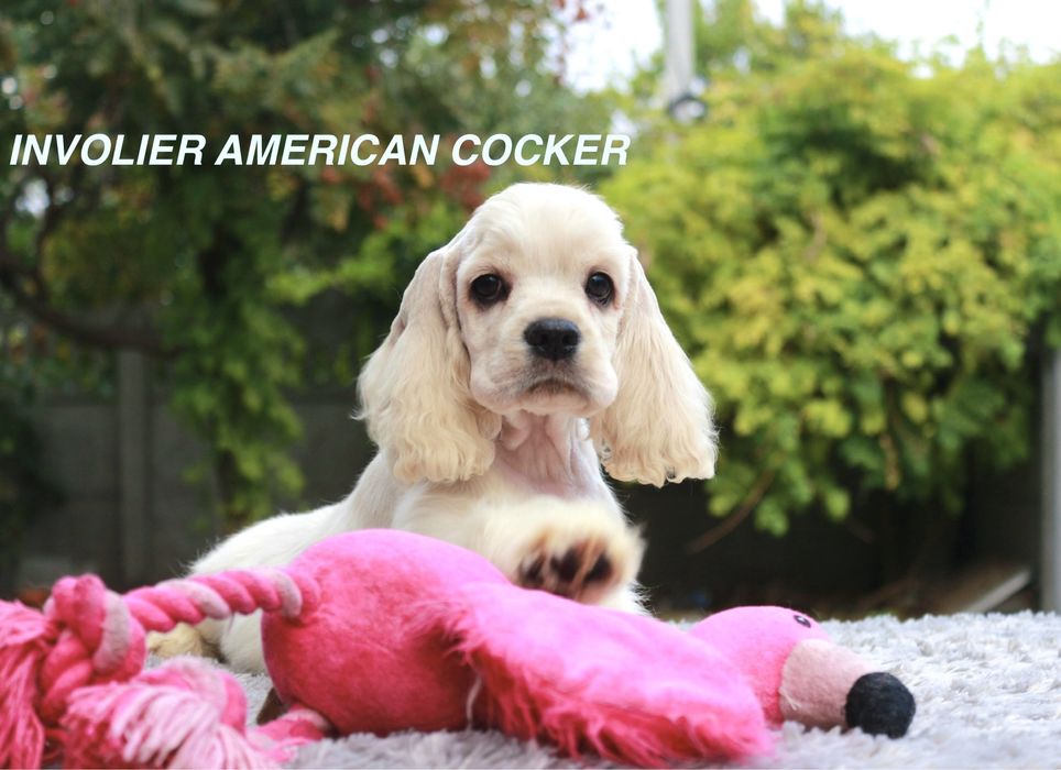 Хлопчик, Американський Кокер Спаніель