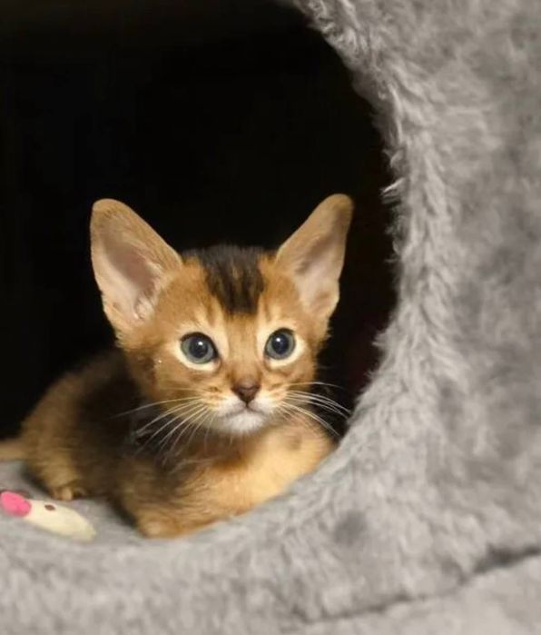 Абіссинське кошеня продаж