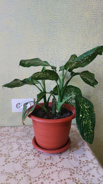 Дифенбахія плямиста ціна за шт