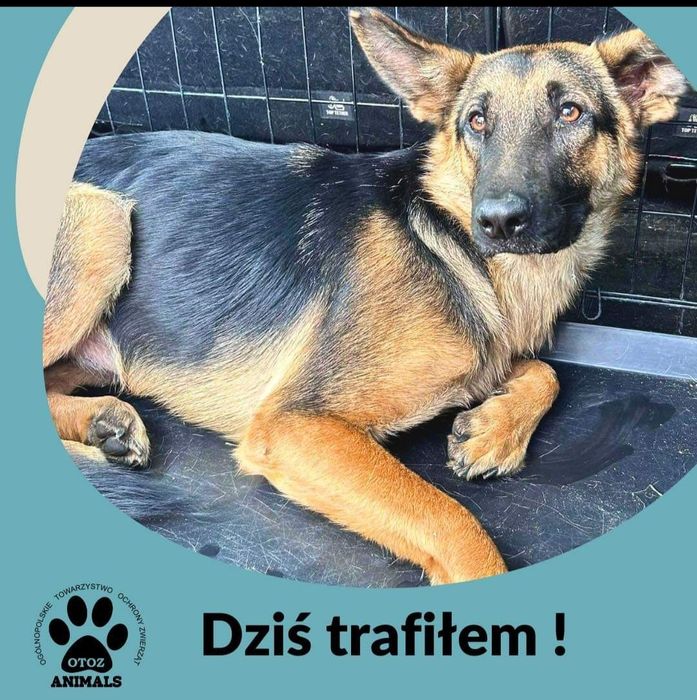 Suczka znaleziona w gminie Ostaszewo szuka (nowego) właściciela