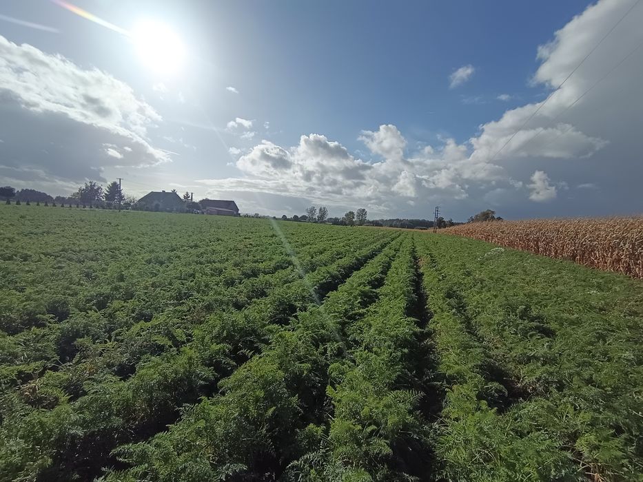 Marchew prosto z pola