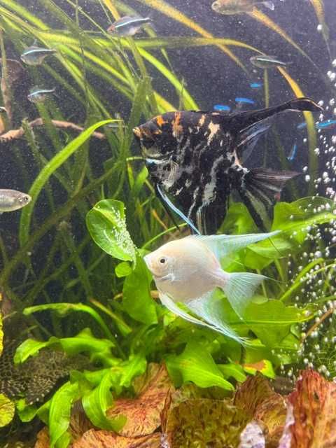 Sprzedam młode skalary