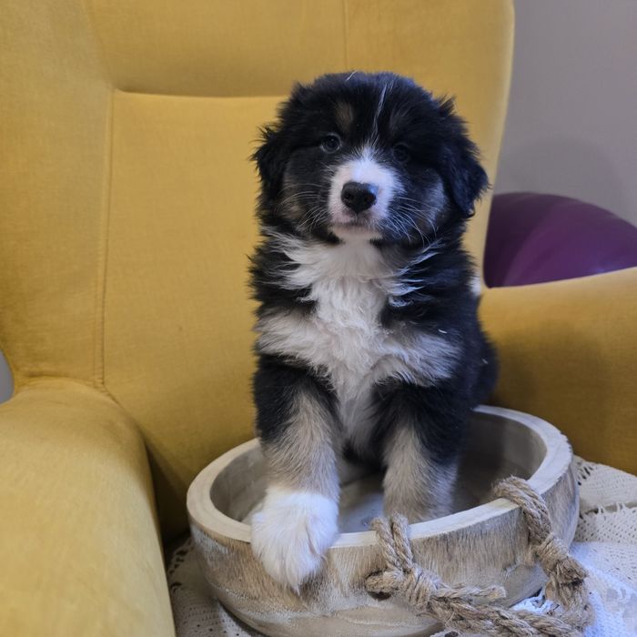 Owczarek australijski FCI suczka Morfina