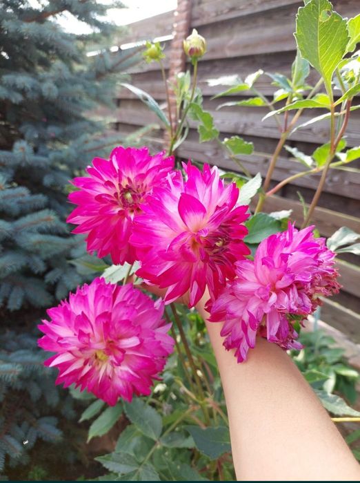 Георгины клубни.