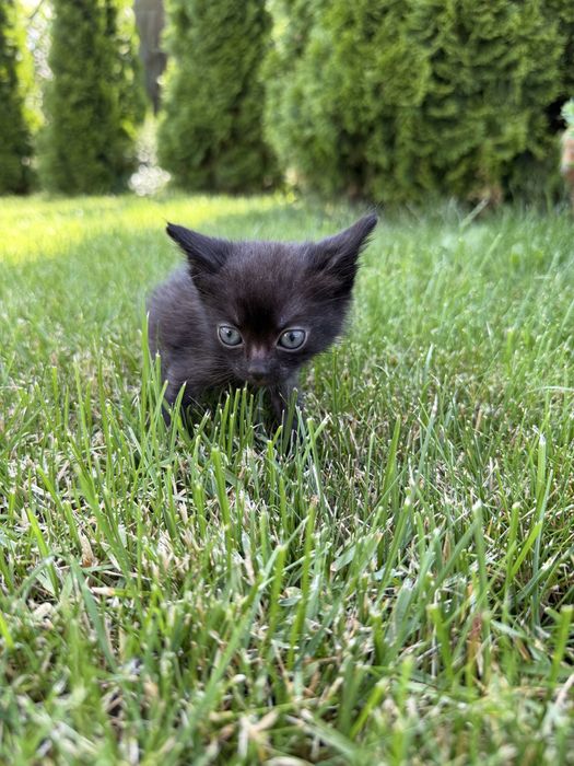 Котик в хорошу сімʼю
