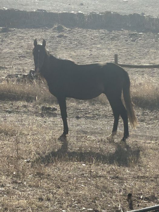 Poldro cruzado de lusitano