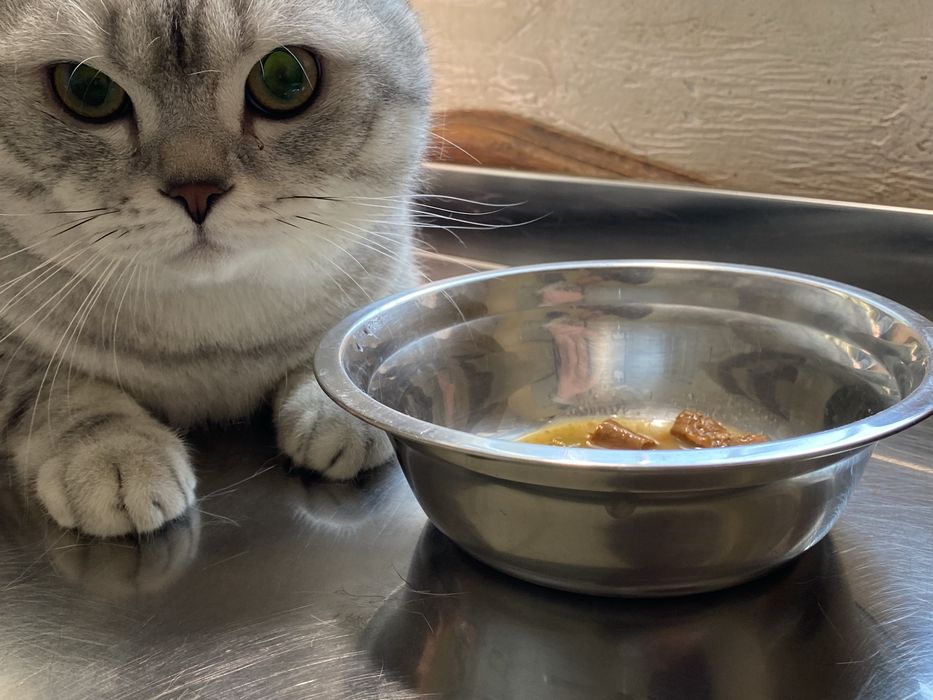 Случка-вязка (котик)