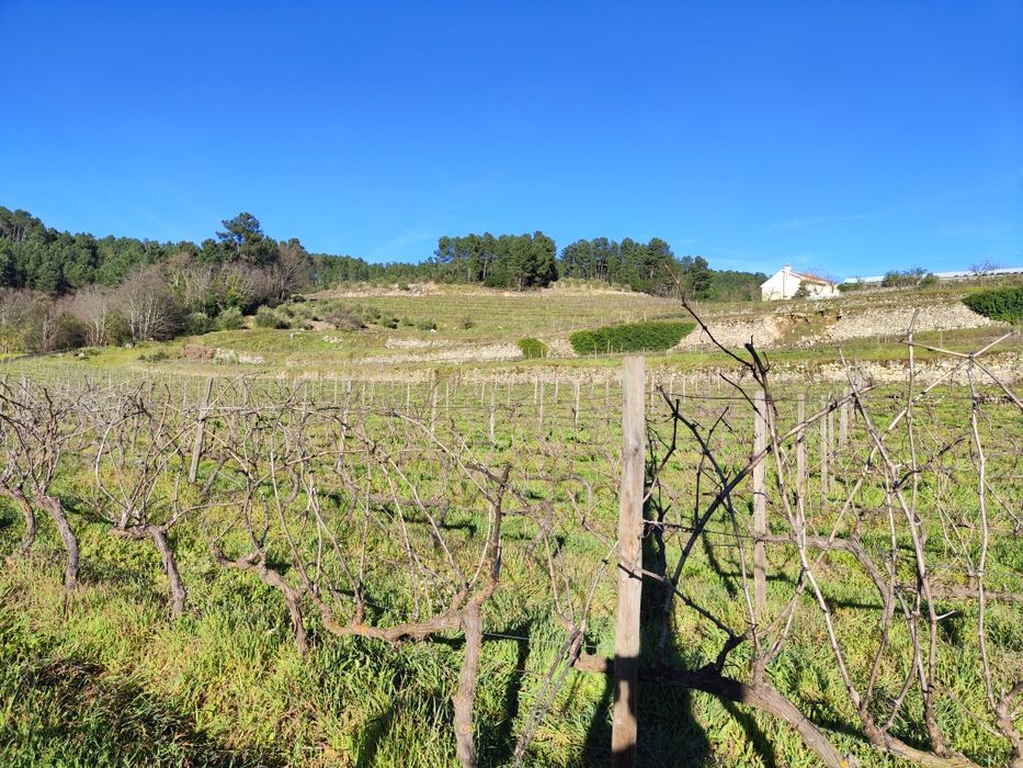 Quinta Ucanha 4 Hectares