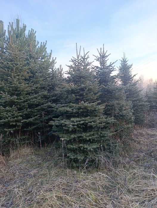 Choinki Świerk Srebrny Pospolity