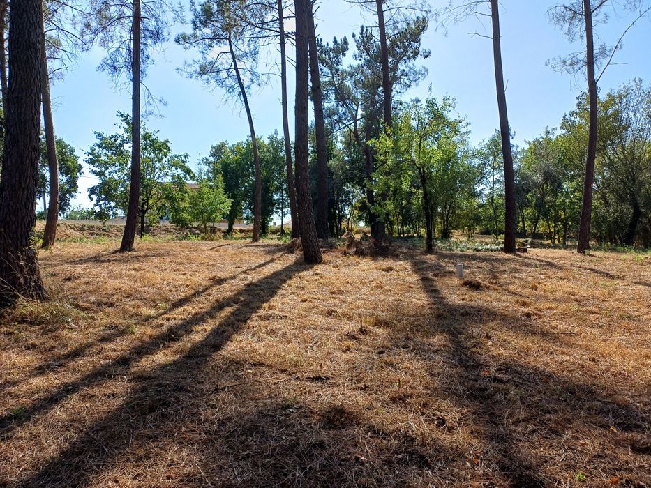 Terreno urbano coja