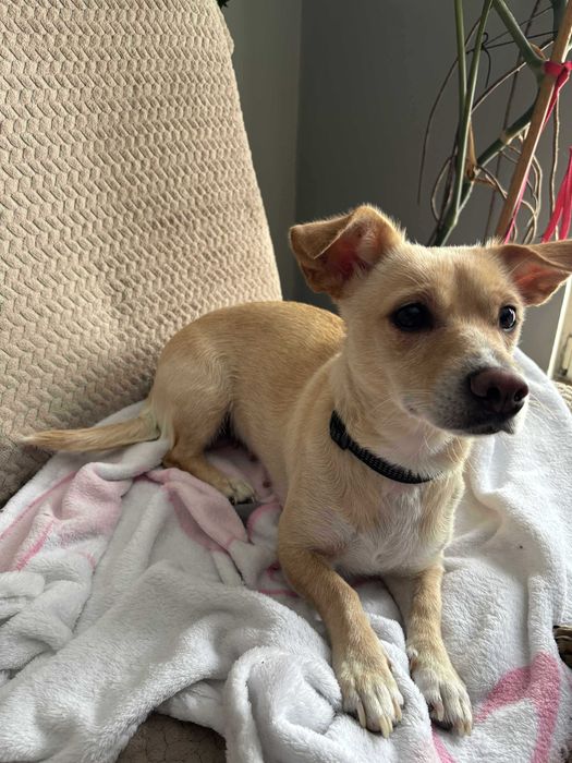 Oddam za darmo w dobre ręce