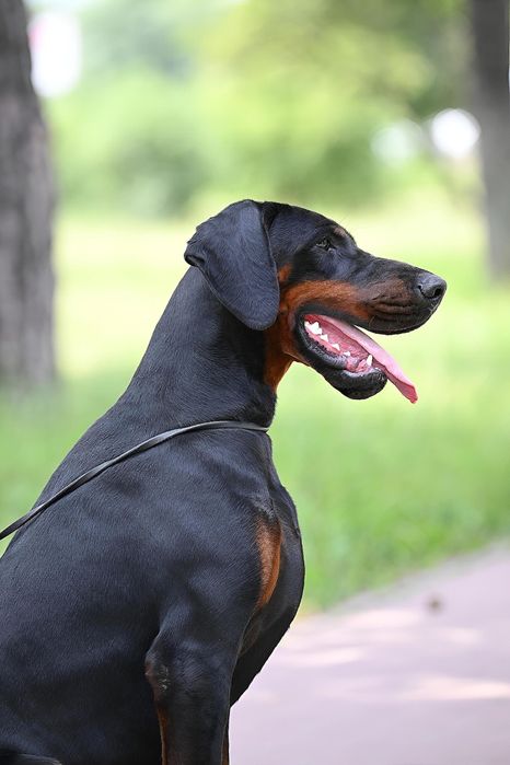 Шикарный FCI- КСУ кобель добермана. Вязка