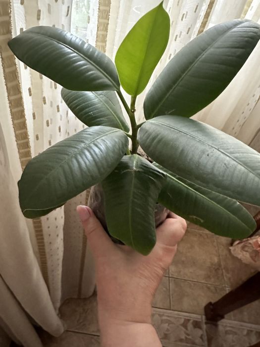 Фікуси Робуста, Бейліз, , ціна від 100 ₴