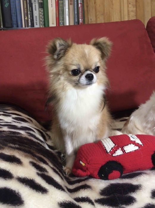 Шикарный мальчик чихуахуа.